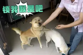 中华田园犬有多恋主？两小时不见灰灰引吭高歌，阿黄小白先尿为敬视频封面