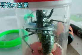 蝈蝈中的极品，很难得视频封面