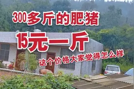 300多斤的肥猪，15元一斤，大家觉得这个价格怎么样视频封面