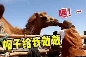 牧民哥为了测试40多头骆驼一次能否喝完3400公斤水，结果如何?视频封面