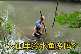 东北林区冷水鱼种类多，今天捕到最大的鱼，得生长10多年视频封面