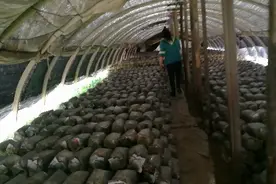 平菇颜色有的黑，有的白？菇棚老板告诉你原因