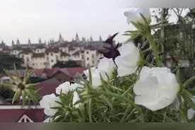 手机这个功能，可以拍出花开的过程，你一定要试试视频封面