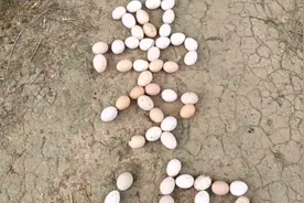 用了这么多的鸡蛋给母鸡孵，才孵出五只小鸡视频封面