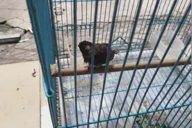 都说麻雀脾气大，很难养活过第二天，还是决定放生视频封面