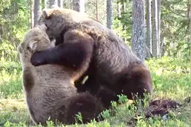 摄影师拍下罕见熊战：两只棕熊丛林上演MMA，近身肉搏大打出手视频封面