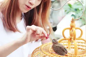 画眉鸟喂牛肉丫丫表示第一次喂，这到底对鸟有好处吗？视频封面