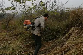 洋哥除草有新招，割草机速度确实比锄头铲快很多，加油！视频封面