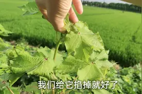 棉花打顶能高产，这样的打顶时间与方式，你做对了吗？视频封面