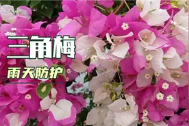 三角梅雨天盆土太湿怎么办？手把手教你许多巧妙的方法。视频封面