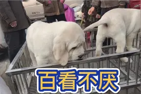这拉布拉多极其罕见，相似阿富汗的羊，路过的人都想多看几眼视频封面