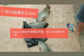 广州5A级景区白云山水库，好多有游客来此钓鱼，两分钟钓一条鱼视频封面