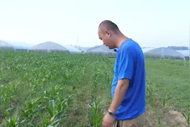 为啥莎草难除根？什么除草剂防治效果最好？农民好好了解一下视频封面