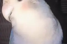 鸟类也要掏耳屎？给牡丹鹦鹉掏耳朵，看它那一脸享受的鸭子！