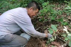原始森林赶山意外发现人参，看芦头参龄将近30年，可惜挖断了视频封面