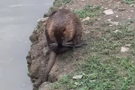 哇！这是什么动物，看着像老鼠可体型偏大尾巴也比猪的还粗还长视频封面