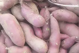 花生地里套种红薯，个个比手臂粗，车子都拉不完视频封面