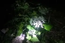 蛙鸣虫叫的夏夜，和小伙伴去抓知了，发现一只毒物在扑食猎物视频封面