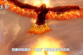 凤凰原型：青鸾！又叫大眼斑雉！来看看它长什么样子？