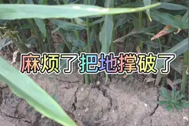 大姜进入膨大期后，由于昼夜温差增大膨大迅速，居然把地撑破了