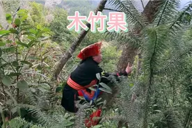 泰国山竹有多好吃？广西大瑶山的山竹果就有多好吃！！＃山竹果＃视频封面