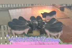 中国八大地方优良种猪之一陆川猪，盛销全国，深受消费者喜爱视频封面