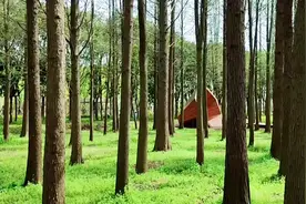 《不染》是电视剧《香蜜沉沉烬如霜》的主题曲，由毛不易深情演唱