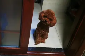 我家宝贝泰迪狗狗，给大家看看另类叫早方式