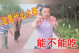 阿军路边摘的是什么水果，到底能不能吃，被污染的水果最好不要吃