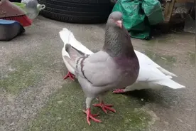 不要小看1.86斤重的元宝鸽，它也是能飞上屋顶的