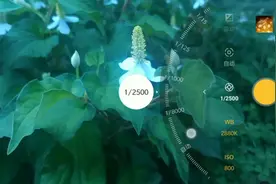 手机摄影｜拍花草总是绿色的？这次来个梦幻蓝调，调整这几个参数视频封面