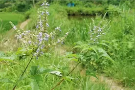 农村常见野生植物黄荆，原来用途这么多，难怪大家都喜欢