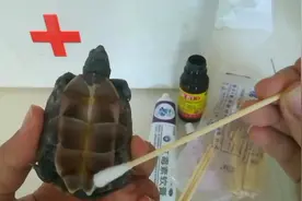 乌龟腐甲不要丢弃，这样治疗简单不费时，好得快，善待每一个生灵