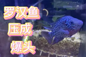 新入手的罗汉鱼压成爆头，颜值在线活波可爱视频封面