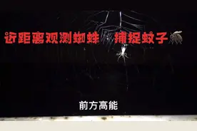 近距离观测蜘蛛🕷️捕捉蚊子🦟视频封面