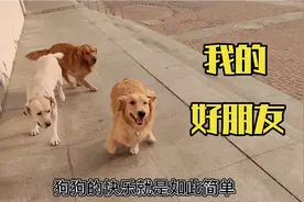 狗狗之间也是有友谊的，就比如我们，从小玩到大！视频封面