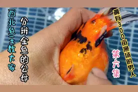 西北鱼王教大家分辨金鱼公母、快去看看自己最爱的鱼是公是母？