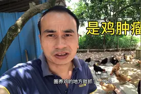 老婆杀了只鸡，鸡内两个黄黄的很大硬块！吓到了，连鸡肉都不要了视频封面
