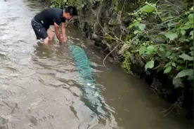 小伙买了新款下地笼饵料，放在池塘河沟泥鳅，黄鳝，龙虾一扫光视频封面