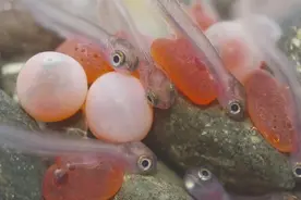 鱼卵孵化成小鱼全过程，生命太神奇了！