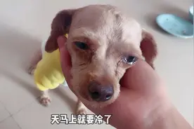 流浪狗被收养后哭到哽咽，一个月后把家狗欺负的没地方躲，太嚣张视频封面