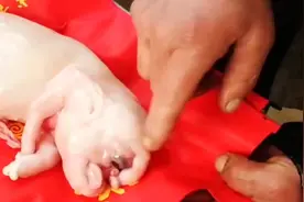 “牛生麒麟猪生象”这句话是如何来的，是真的还是传言呢？视频封面