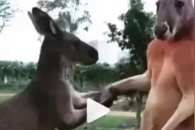 袋鼠对另一只袋鼠用亲吻手背的方式表达爱意视频封面