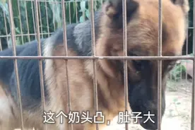 狗狗是否怀孕、老张教你一招，看完就知道了，