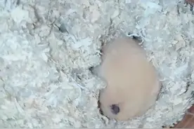 仓鼠从交配到怀孕只有十天哦，还剩四天就怀孕啦！