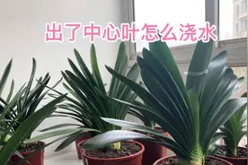 君子兰的中心叶，快速生长密诀视频封面