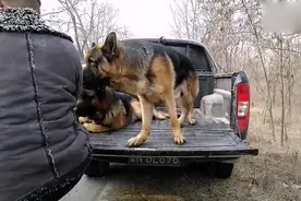 男士养的德国牧羊犬毛色品相堪称一流_，引人注目，几人围观议论