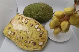 水果腐败长霉的完整过程你见过么？微生物的世界真的好奇妙