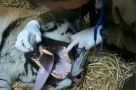 来近距离观赏一下老虎的牙齿视频封面