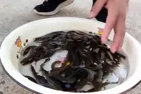 实拍:泥鳅钻豆腐全过程！太残忍了吧！